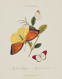 Schmetterlinge: Papilio Leucippe; Papilio Danae, veröffentlicht vom Künstler, 1800